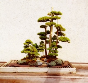 One of my favorites in the Bonsai Collection